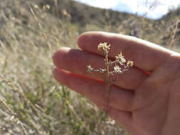 Image of shortleaf baccharis