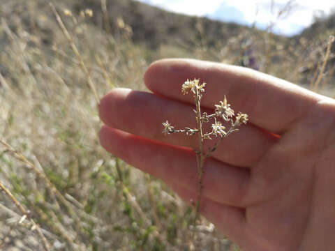 Image of shortleaf baccharis