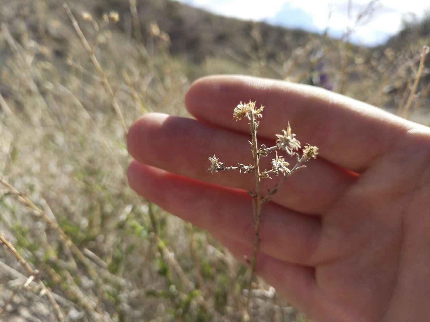 Image of shortleaf baccharis