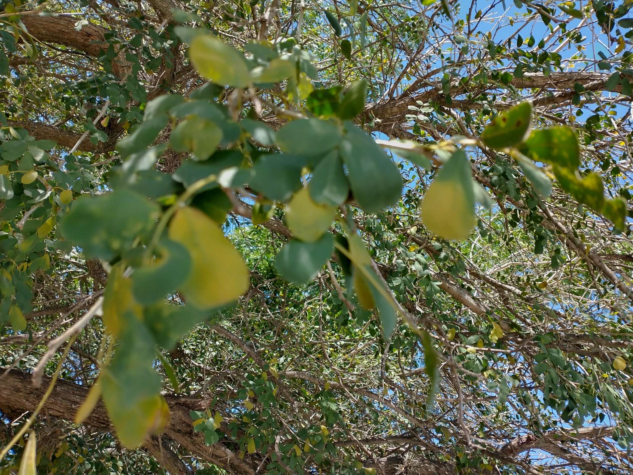 Image of Geoffroea spinosa Jacq.