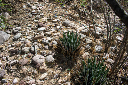 Image of Agave pintilla S. González, M. González & L. Reséndiz