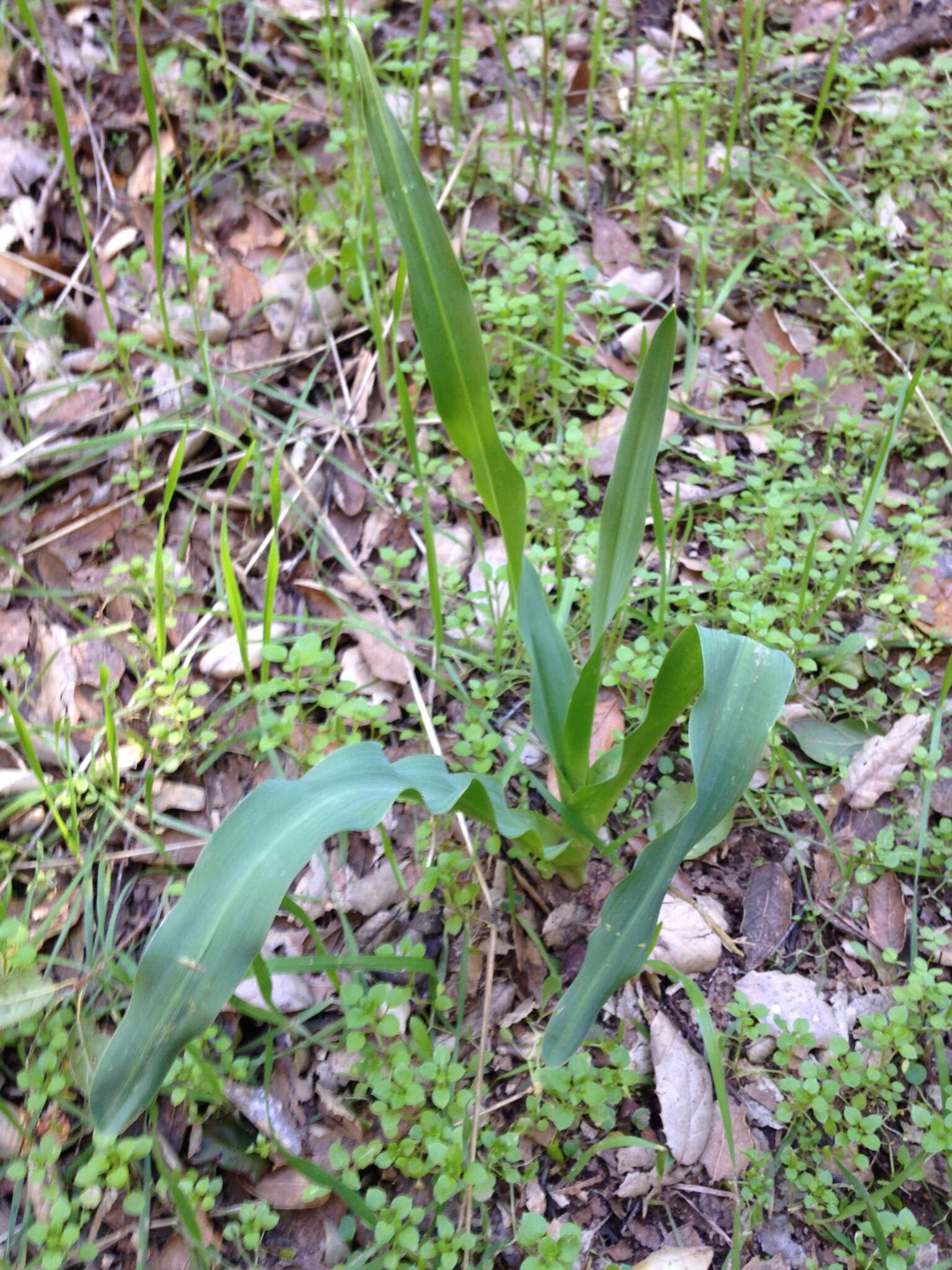 Image de Chlorogalum pomeridianum subsp. pomeridianum