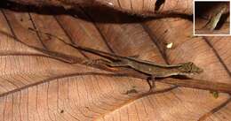 Image of Brown-eared anole