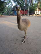 Image of Northern Cassowary