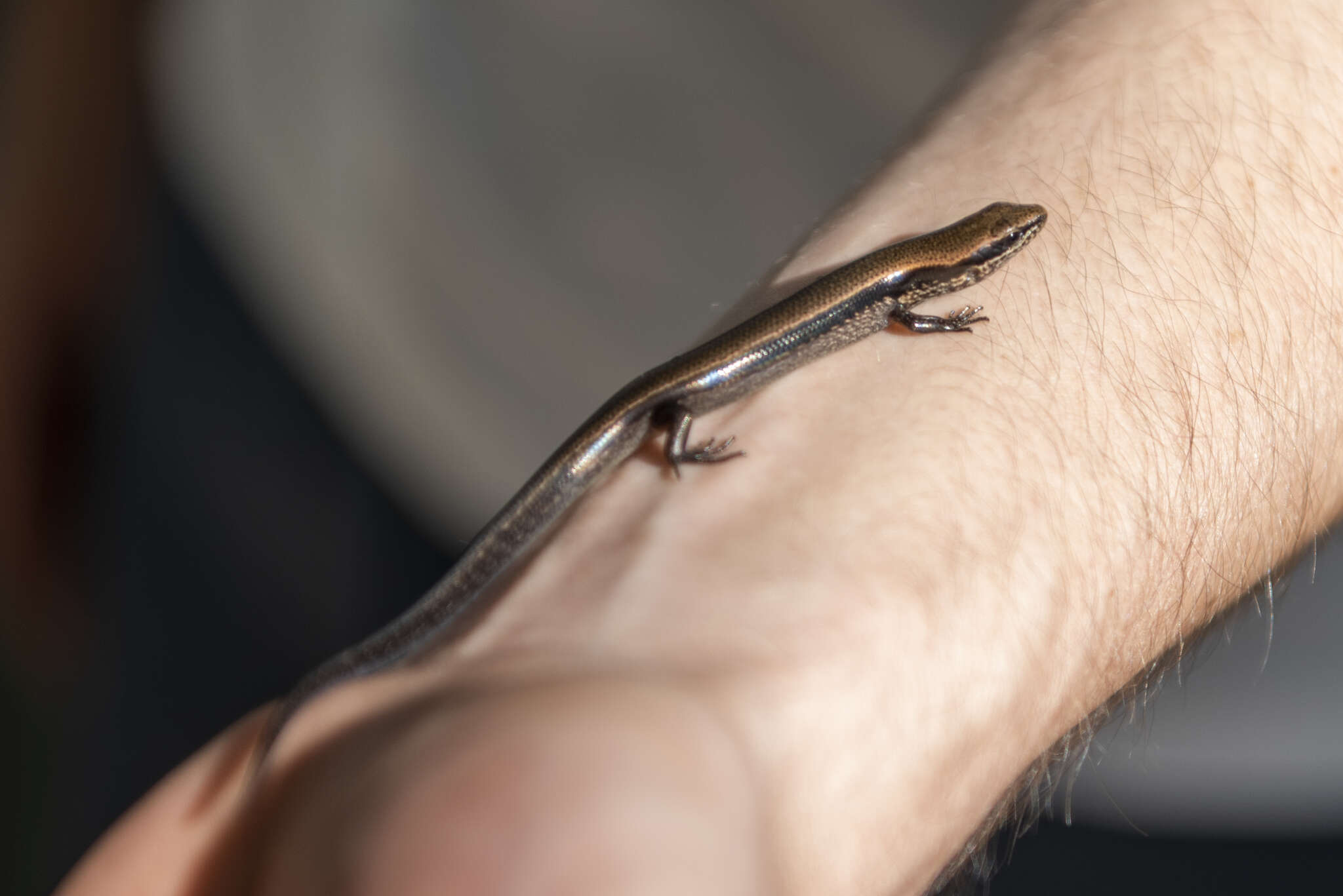 Image of Taylor's Ground Skink