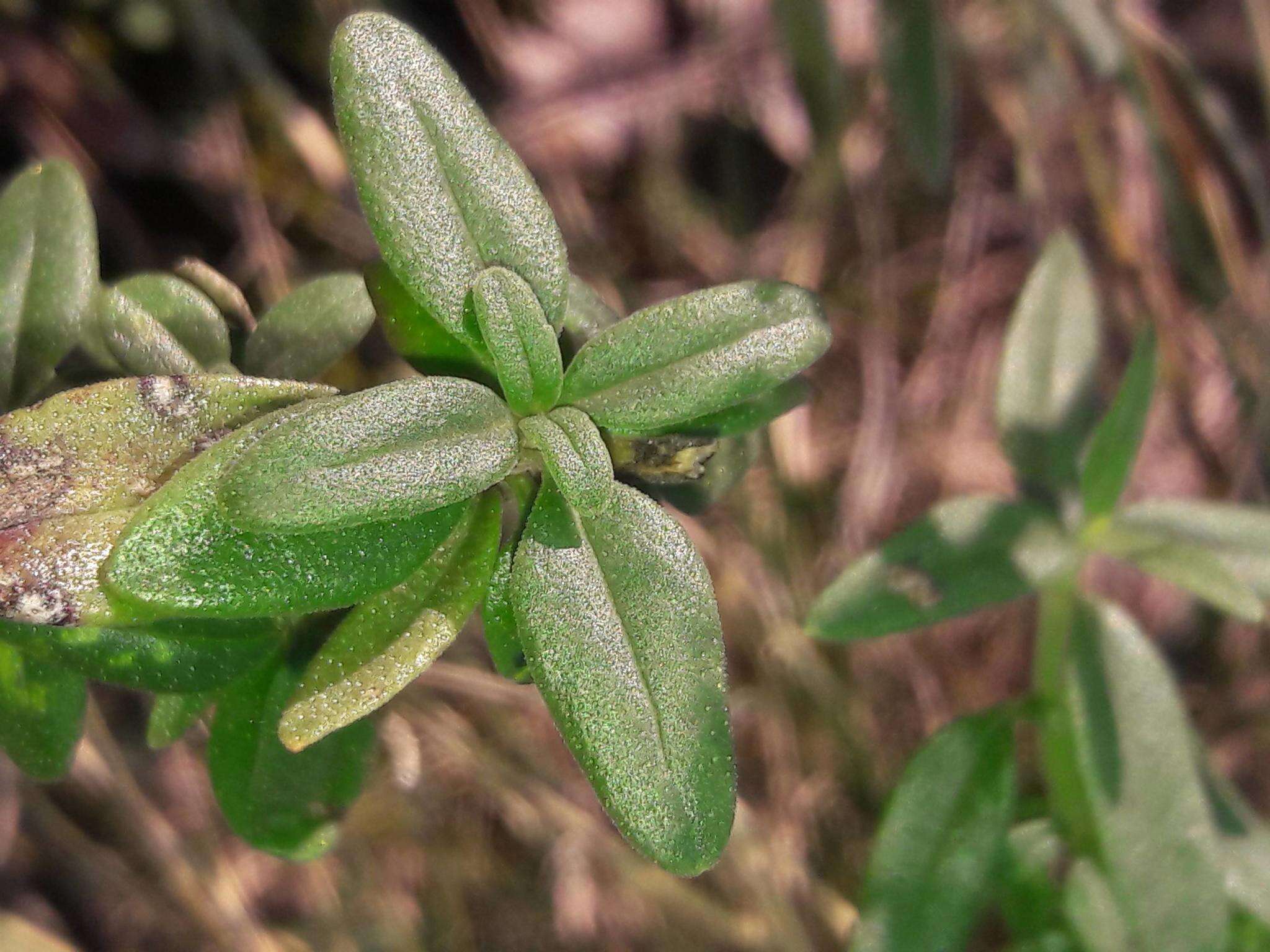 Image of Hyssopus officinalis subsp. aristatus (Godr.) Nyman