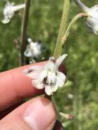 Delphinium carolinianum subsp. calciphilum M. J. Warnock的圖片