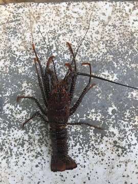 Image of Guinea Chick Lobster