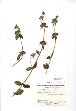 Image of Wild Basil