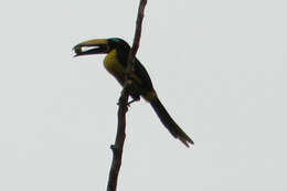 Image of Lettered Aracari