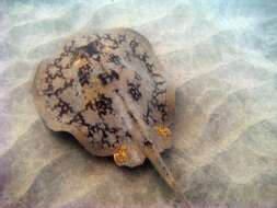 Image of Tumbes Round Stingray