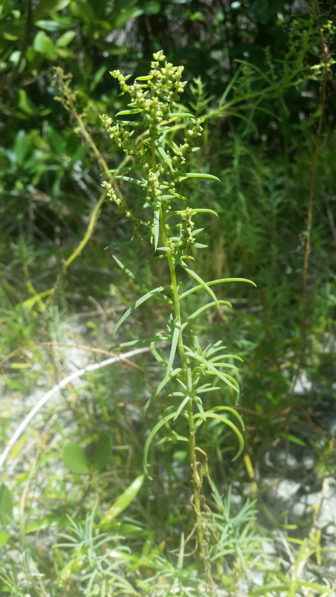 Image of Annual Seepweed