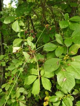 Imagem de Scirpus hattorianus Makino