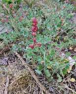 Rumex scutatus L. resmi