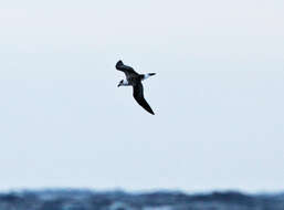 Image of Black-capped Petrel