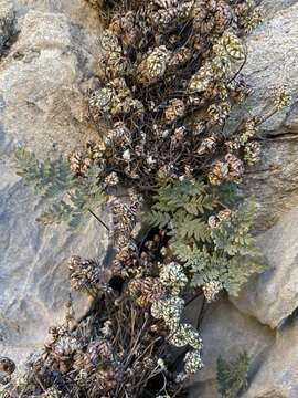 Image of Maxon's cloak fern