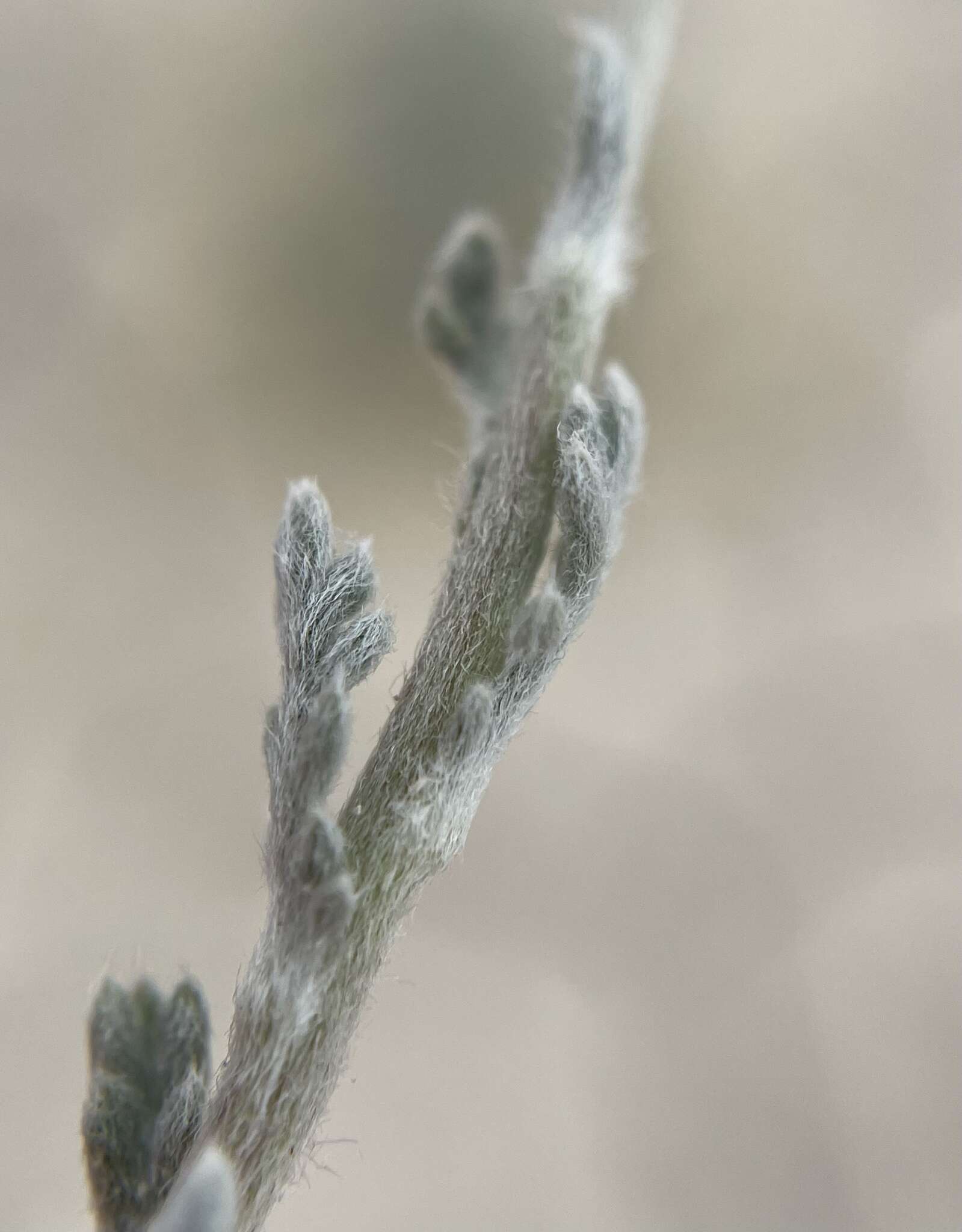 Plancia ëd Artemisia potentilloides var. nitrophila (Cronquist) C. R. Hobbs & B. G. Baldwin