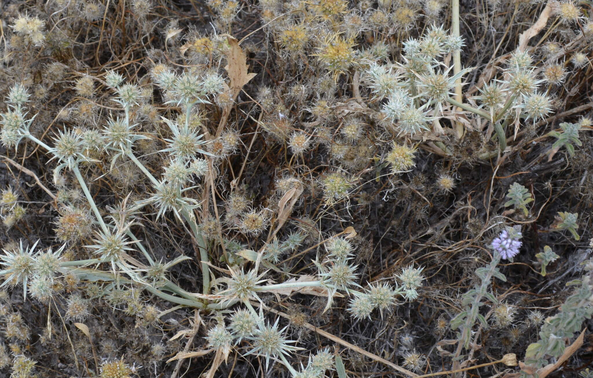 Image de Eryngium aristulatum subsp. aristulatum