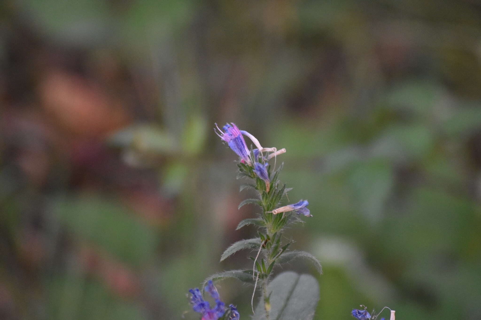 Plancia ëd Echium rosulatum Lange