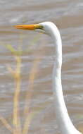 Image of Ardea alba melanorhynchos Wagler 1827