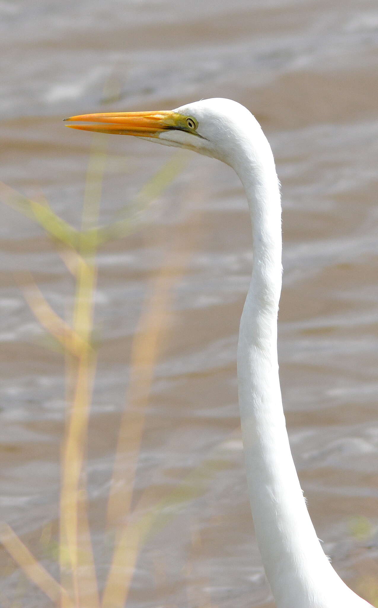 Image of Ardea alba melanorhynchos Wagler 1827