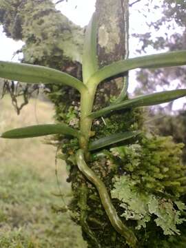 Image of Campylocentrum aromaticum Barb. Rodr.