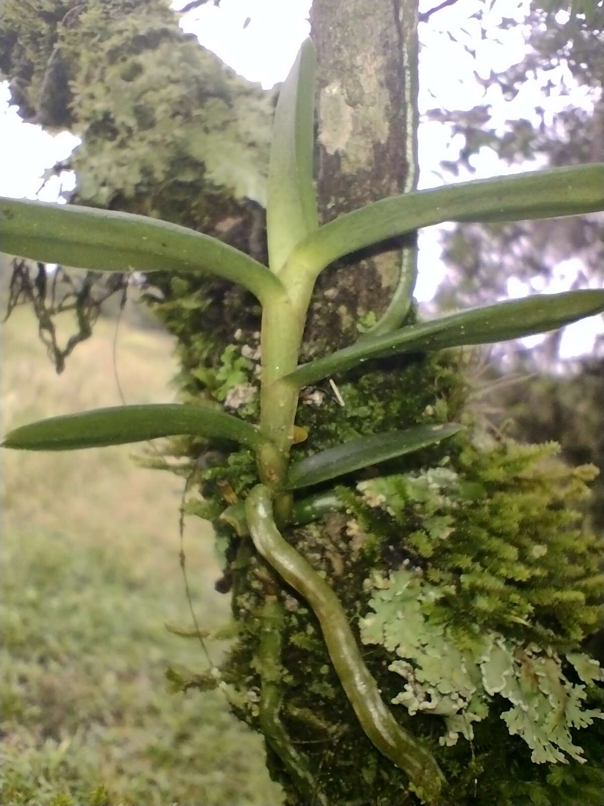 Imagem de Campylocentrum aromaticum Barb. Rodr.