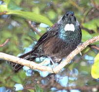 Image de Prosthemadera novaeseelandiae chathamensis Hartert 1928