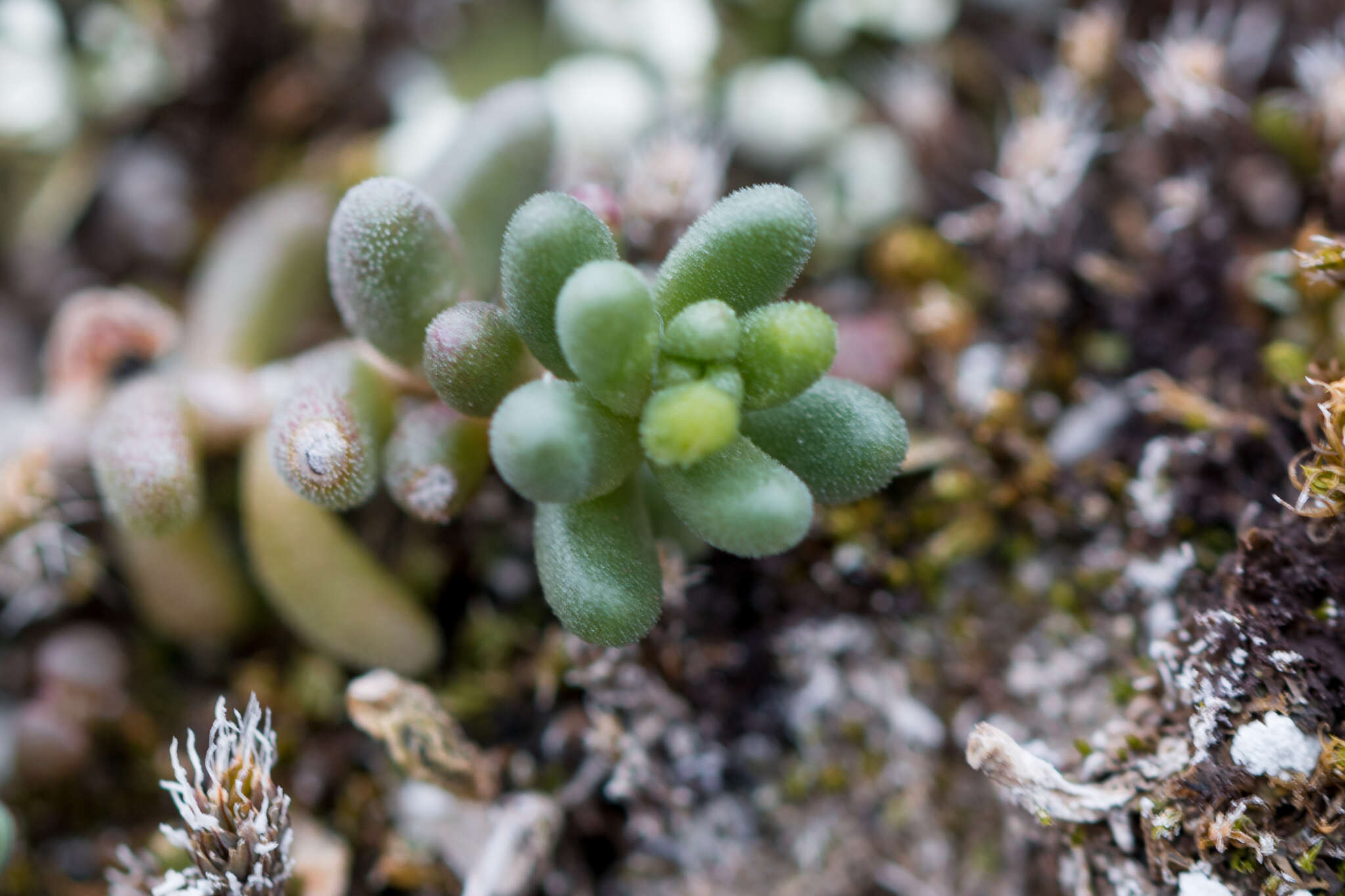 Image of Sedum gypsicola Boiss. & Reuter