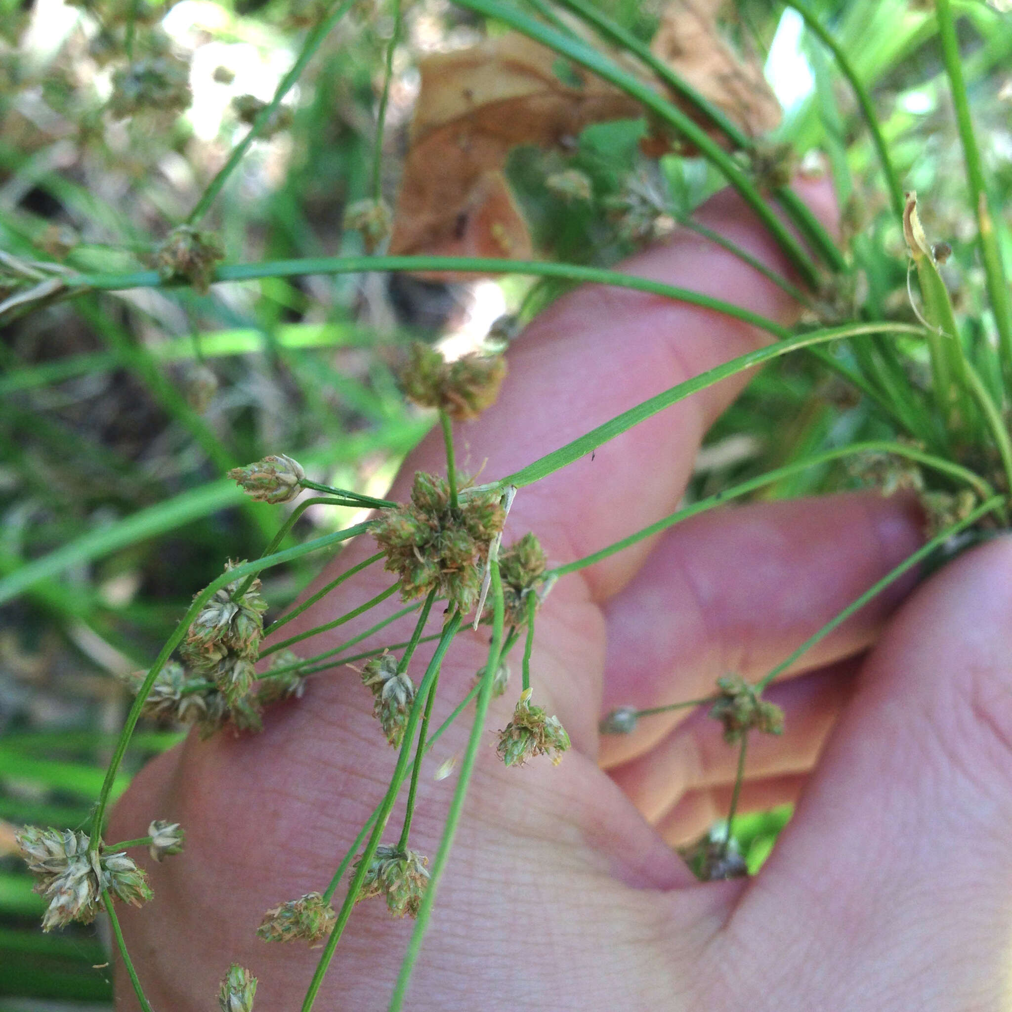 Image of panicled bulrush