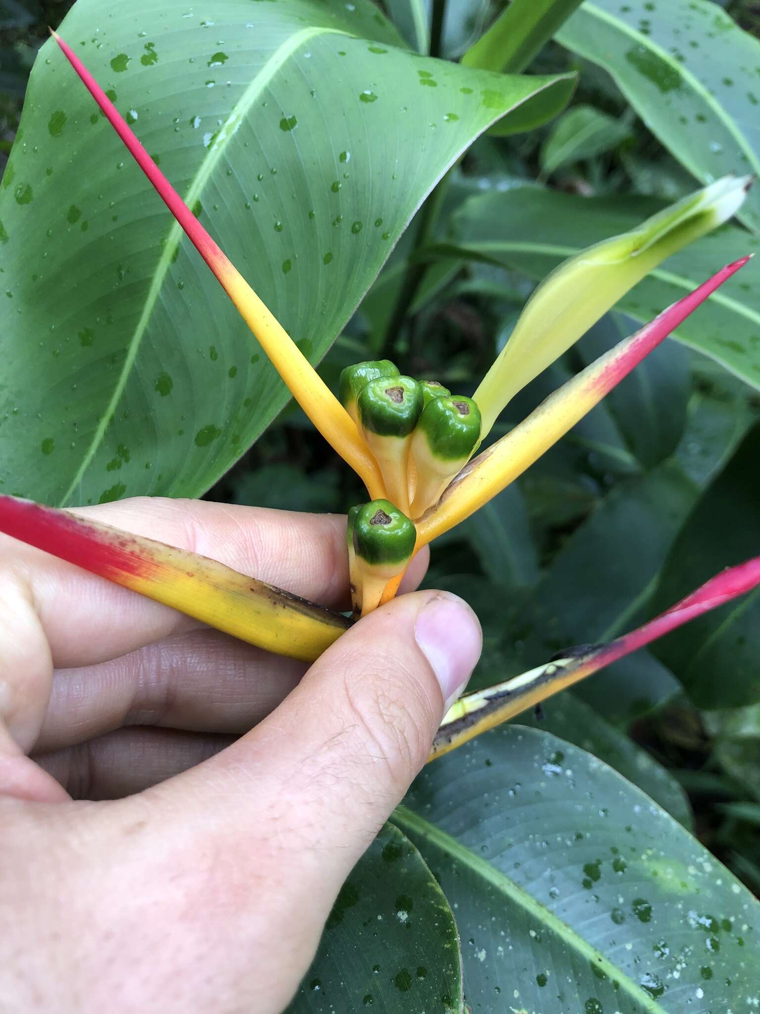 Image of Heliconia schumanniana Loes.