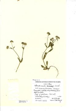Image of European cornsalad