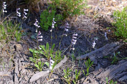 Imagem de Chionophila tweedyi (Canby & Rose) Henderson