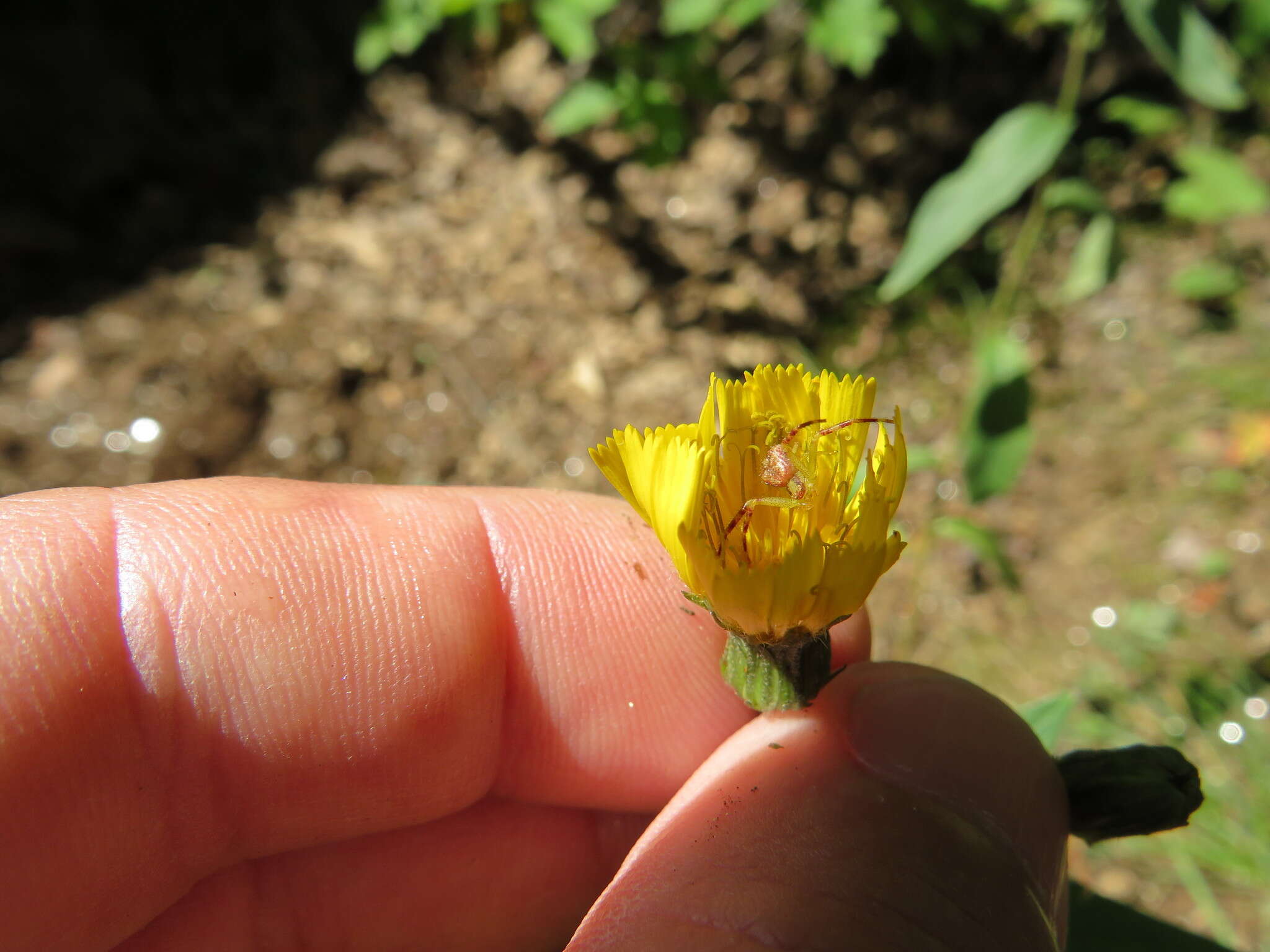 Image of Canadian hawkweed