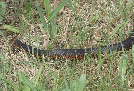 Image of Lowland copperhead