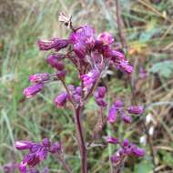 Image of Senecio callosus Sch. Bip.