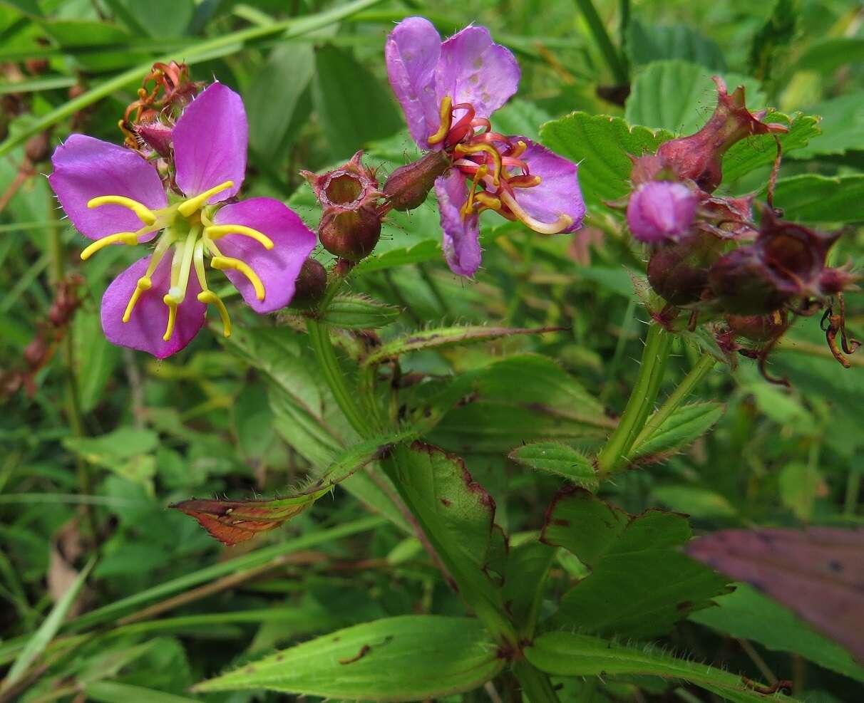 Imagem de Rhexia virginica L.