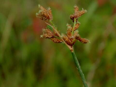 Слика од Schoenoplectus lacustris (L.) Palla