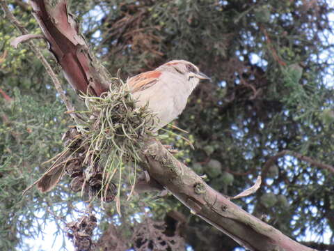 Image of Yungas Sparrow