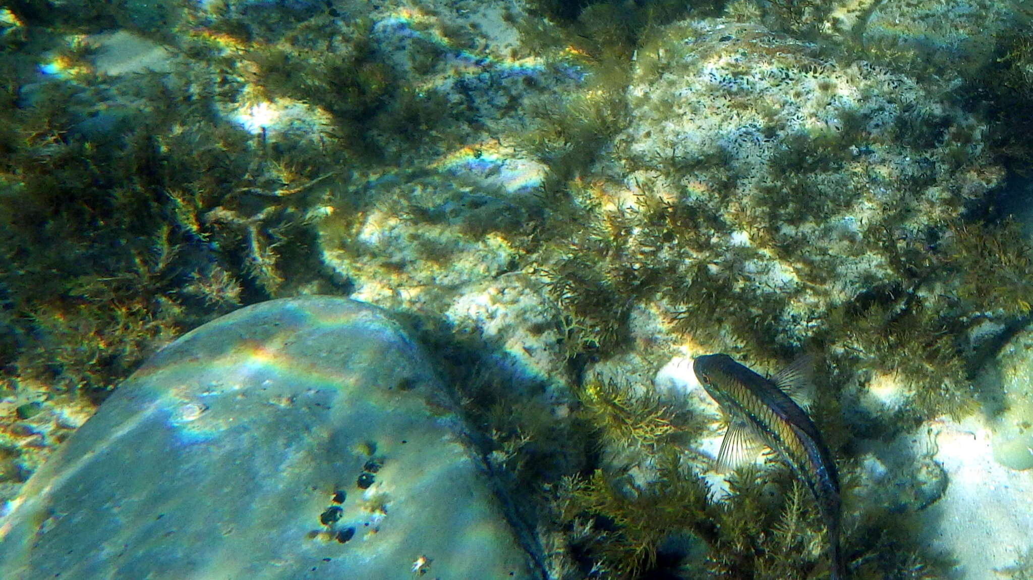 Image of Black-striped goatfish