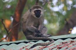 Image of Reddish-green Vervet Monkey