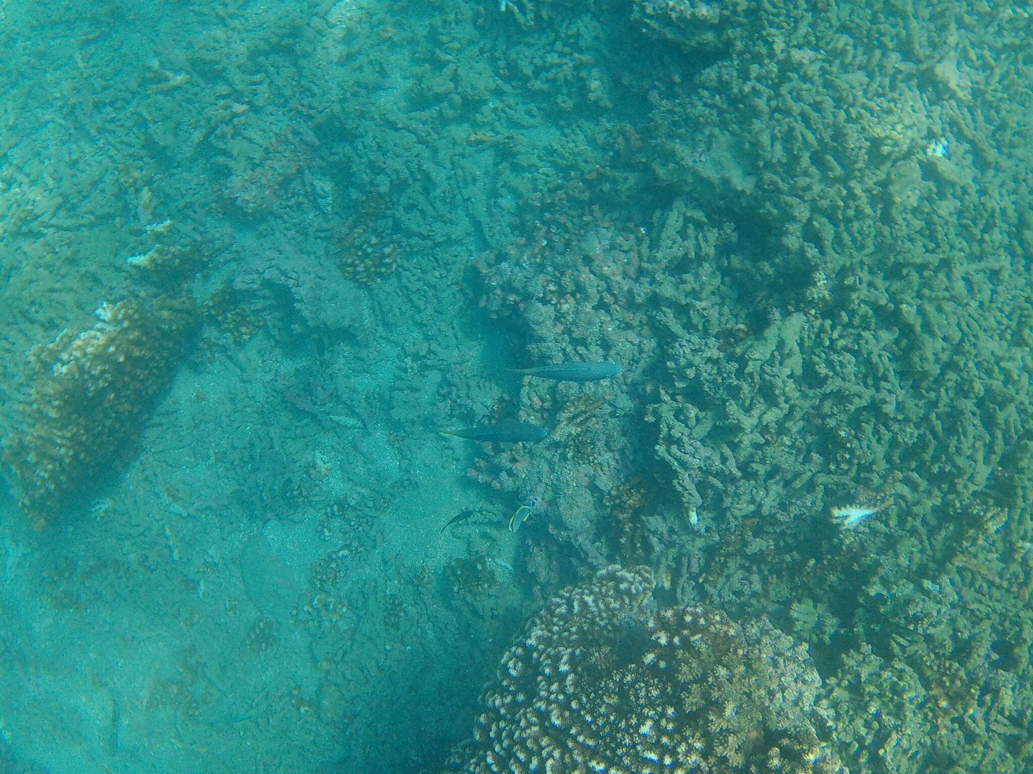 Image of Loosetooth parrotfish