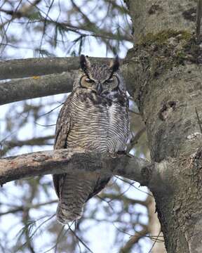 Image of Bubo virginianus virginianus (Gmelin & JF 1788)