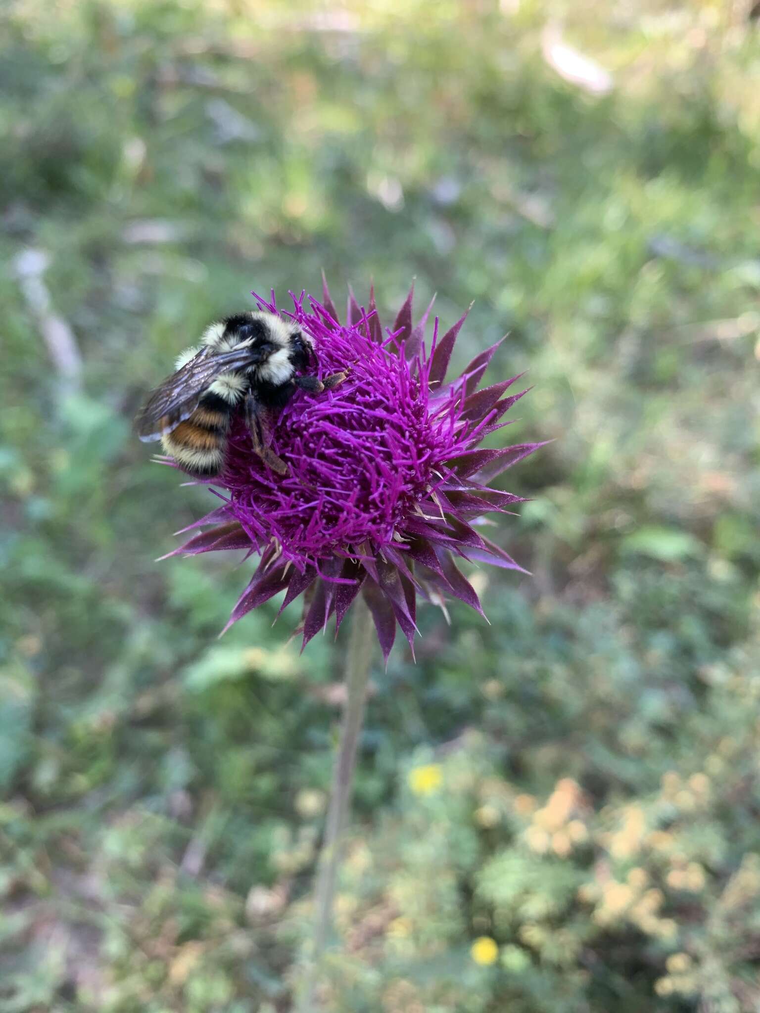 Image of Bombus vancouverensis Cresson 1879