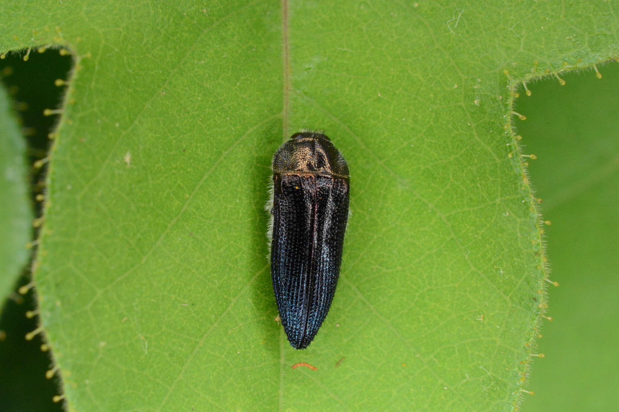 Image of Acmaeodera impluviata Mannerheim 1837