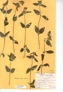 Image of Wild Basil