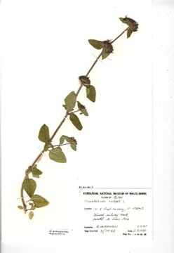 Image of Wild Basil