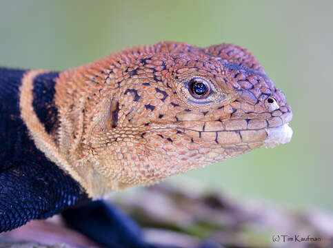 Image of Tropical Thornytail Iguana