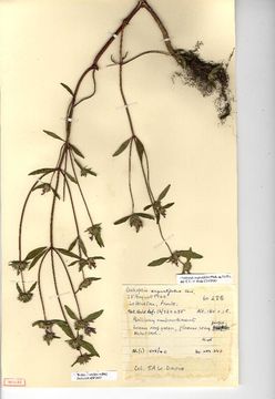 Image of narrowleaf hempnettle