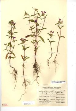 Image of narrowleaf hempnettle